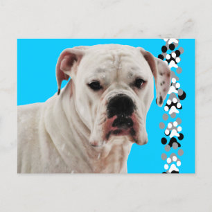 White Boxer Photo Vykort