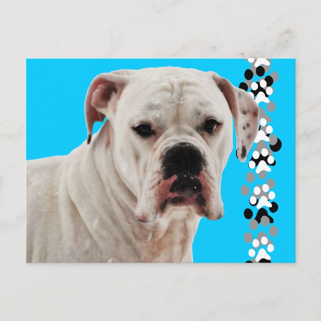 White Boxer Photo Vykort (Framsida)
