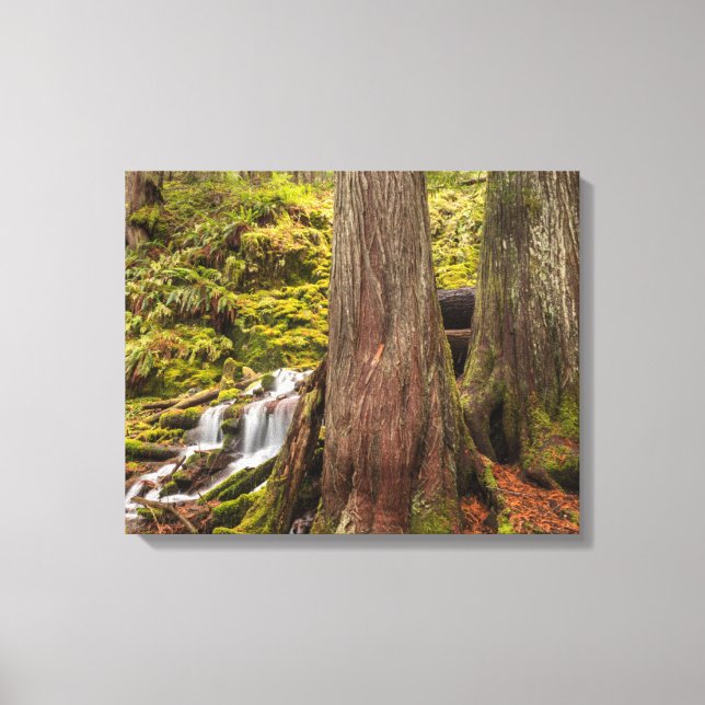 White Branch Falls, Oregon Cascades, Oregon Canvastryck (Framsida)