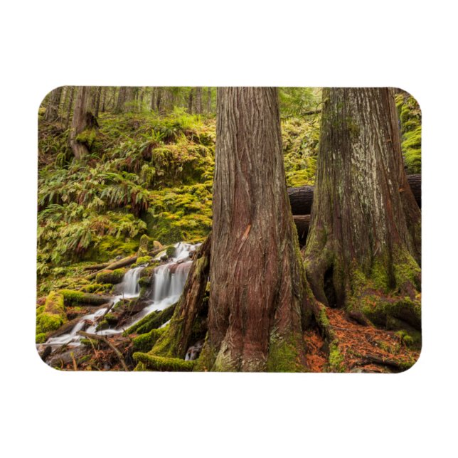 White Branch Falls, Oregon Cascades, Oregon Magnet (Horisontell)