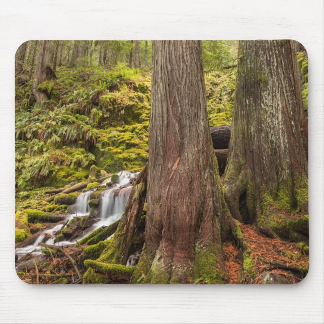White Branch Falls, Oregon Cascades, Oregon Musmatta (Framsidan)