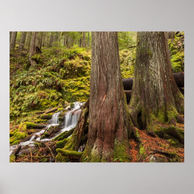 White Branch Falls, Oregon Cascades, Oregon Poster (Framsidan)