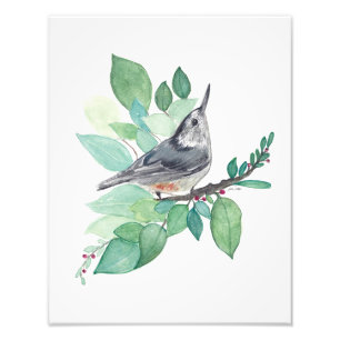 White Brested Nuthatch Bird Fototryck