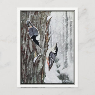 White-Brested Nuthatch - Robert Bruce Horsfall Vykort