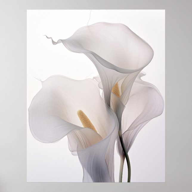 White Bröllop Calla Lily White Background Poster (Framsidan)