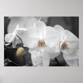 White Bröllop Orchid Poster