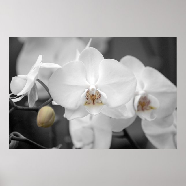 White Bröllop Orchid Poster (Framsidan)