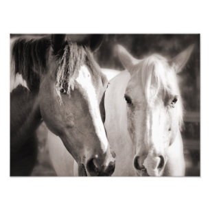 White Brown Horses Sepia Horse Fototryck