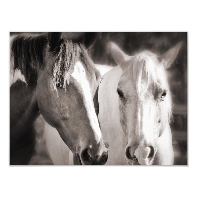 White Brown Horses Sepia Horse Fototryck (Framsidan)