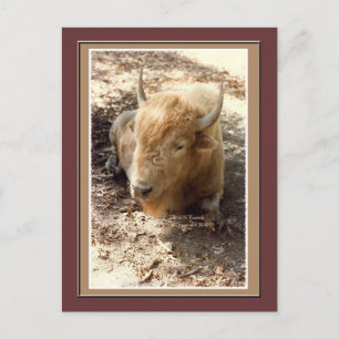 White Buffalo Vykort