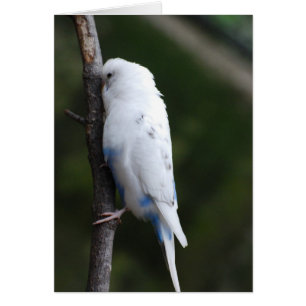 White Bugie hugger träd Hälsningskort