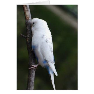White Bugie hugger träd Hälsningskort