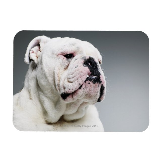White Bull-hund Magnet (Horisontell)