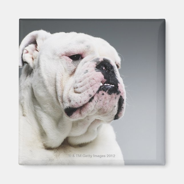 White Bull-hund Magnet (Framsidan)