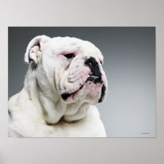White Bull-hund Poster