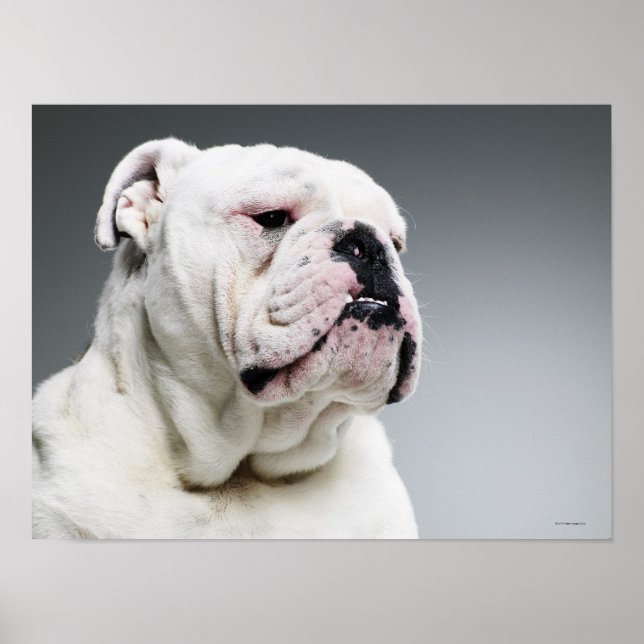 White Bull-hund Poster (Framsidan)