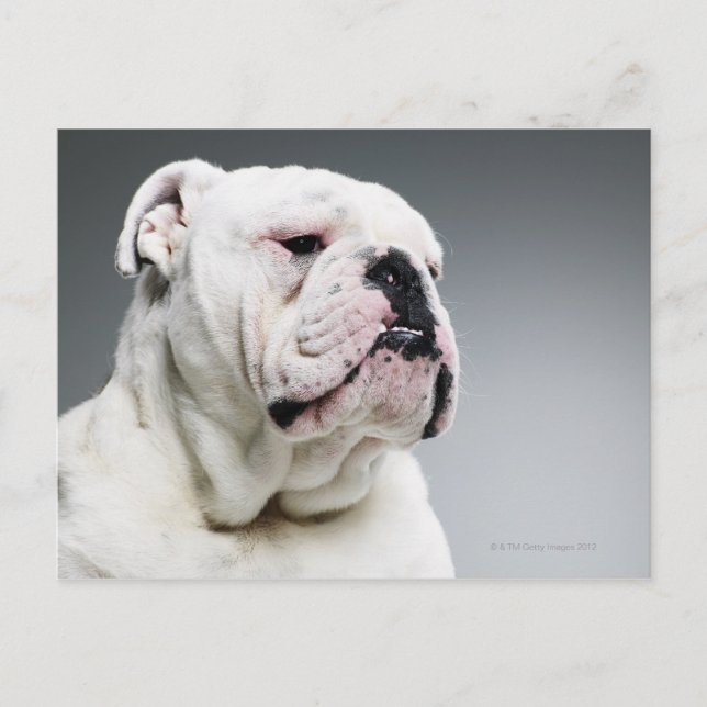White Bull-hund Vykort (Framsida)