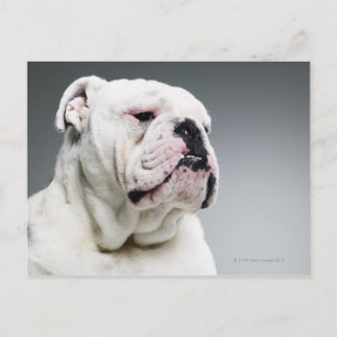 White Bull-hund Vykort