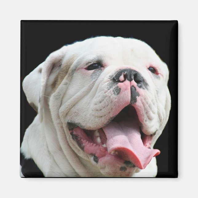 White Bulldog Magnet (Framsidan)