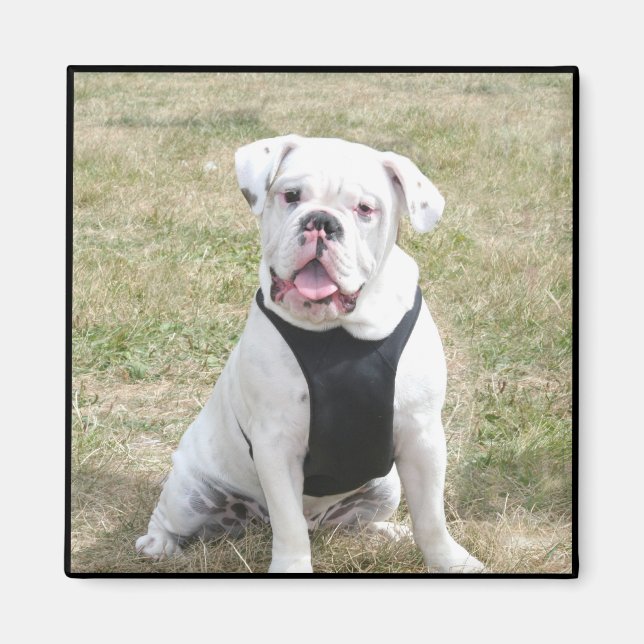 White Bulldog magnet (Framsidan)