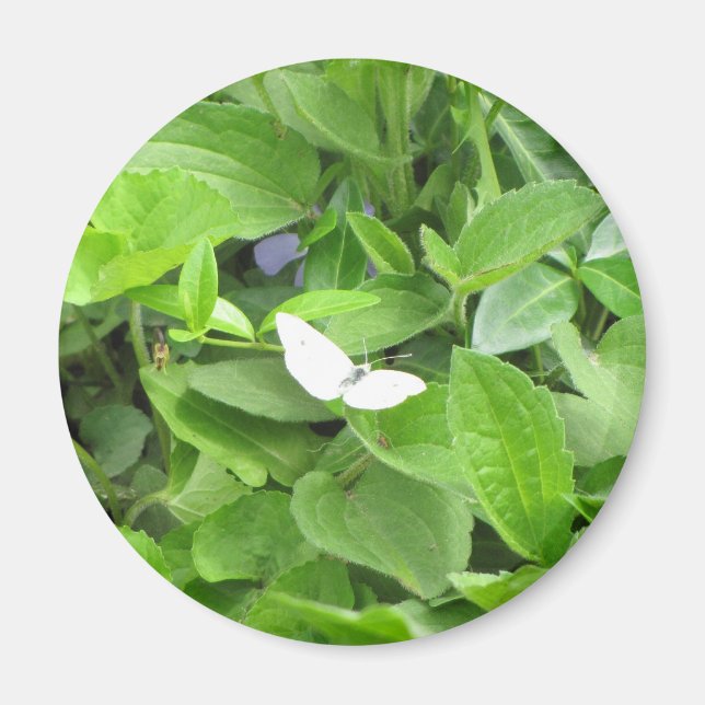White Butterfly Magnet (Framsidan)