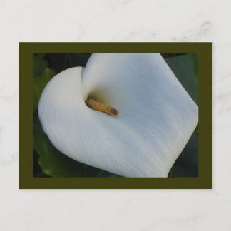 White Cala Lily Vykort