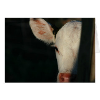 White Calf Ansikte OBS Kort