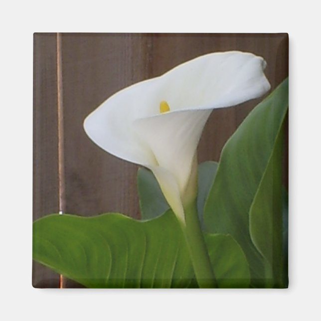 White Cali Lily Magnet (Framsidan)