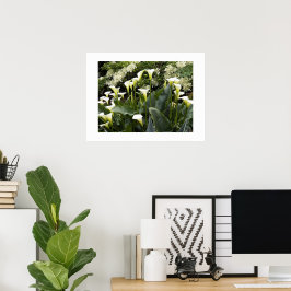 White Calla Lilies Blommigt Photographic Poster