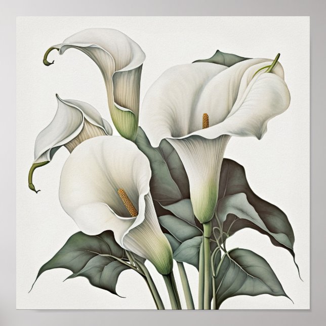 White Calla Lilies Lily Flower Art Print Poster (Framsidan)