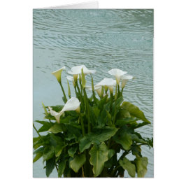 White Calla Lilies och Vatten Blank Greeting Card Hälsningskort