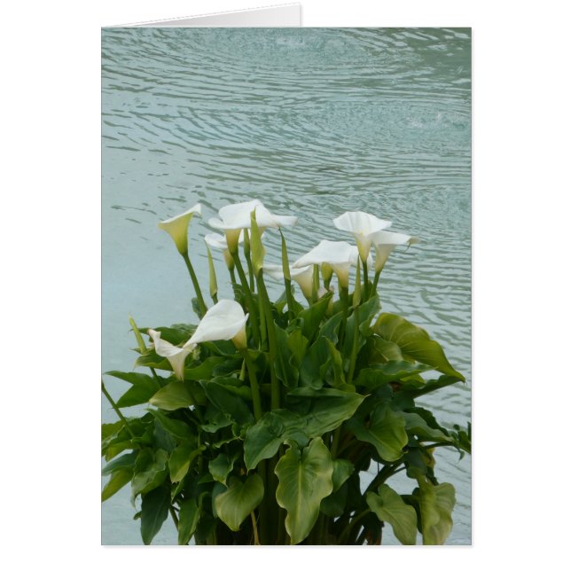 White Calla Lilies och Vatten Blank Greeting Card Hälsningskort (Framsidan)