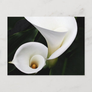 White calla Lillies Vykort