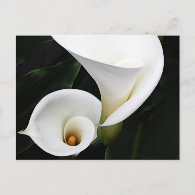White calla Lillies Vykort (Framsida)