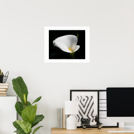 White Calla Lily Blommigt Photographic Poster