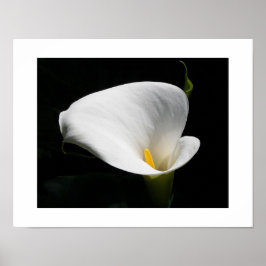 White Calla Lily Blommigt Photographic Poster