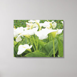 White Calla Lily Canvastryck