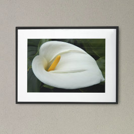 White Calla Lily Floral Photographic Poster
