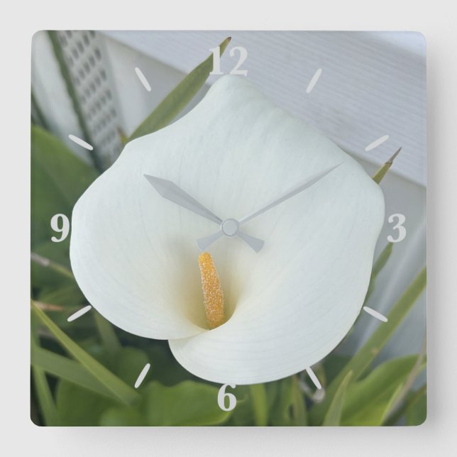 White Calla Lily Flower Backyard Garden Photo Fyrkantig Klocka (Framsida)