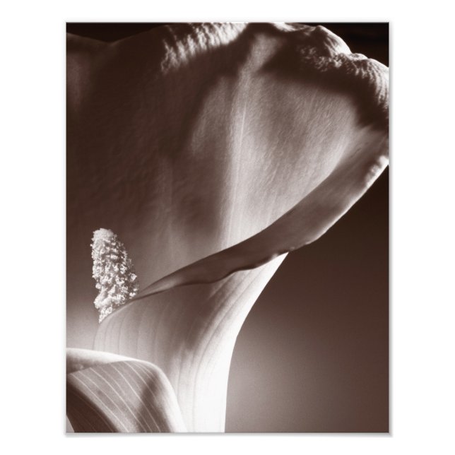 White Calla Lily Flower Black Background Fototryck (Framsidan)