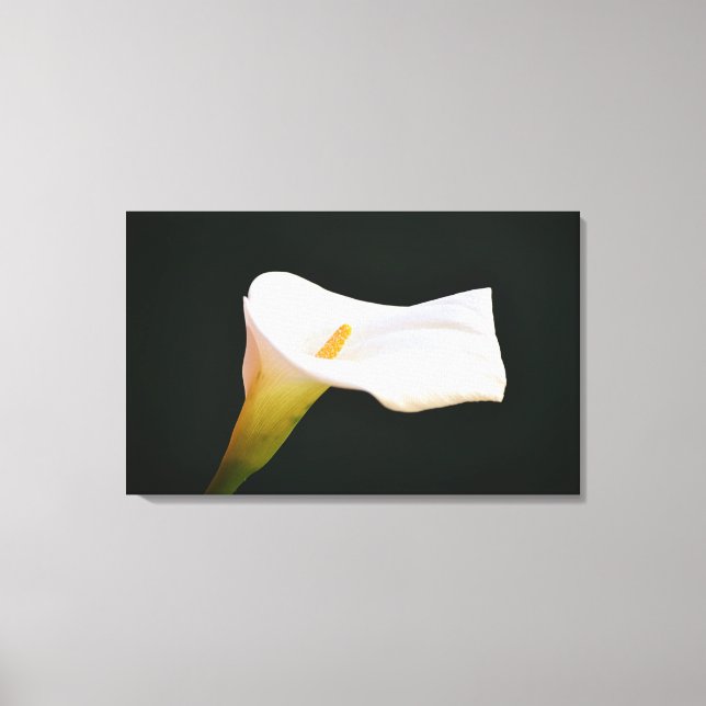 White Calla Lily Flower Dramatic Photographic Art Canvastryck (Framsida)