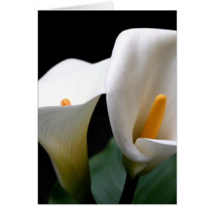 White Calla Lily Flower Greetign Card Hälsningskort