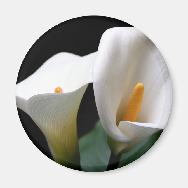 White Calla Lily Flower Round Magnet (Framsidan)