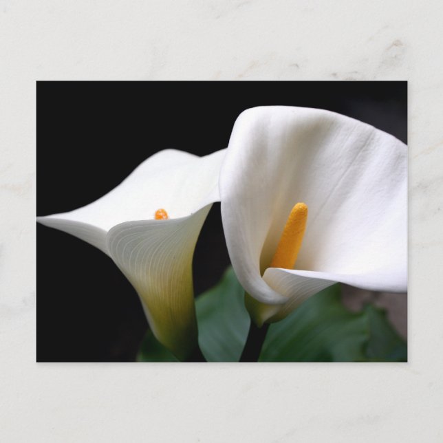 White Calla Lily Flower vycard Vykort (Framsida)