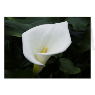 White Calla Lily Hälsningskort
