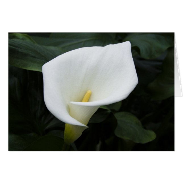 White Calla Lily Hälsningskort (Framsidan Horizontal)