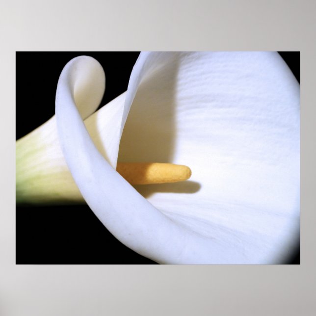 White Calla Lily Poster (Framsidan)
