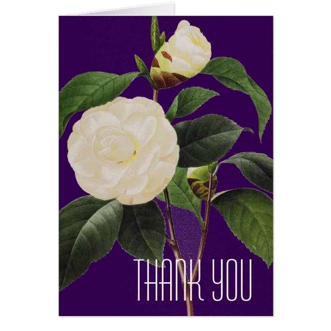 White Camellia, 1833 OBS Kort (Framsidan)