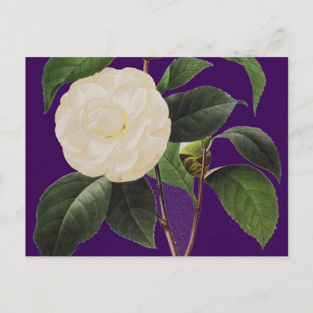 White Camellia, 1833 Vykort (Framsida)