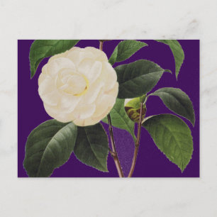 White Camellia, 1833 Vykort
